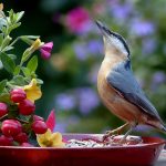 How to Attract Birds in Your Garden