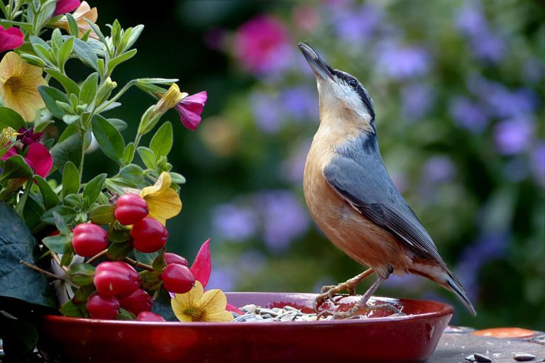 How to Attract Birds in Your Garden