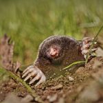 How to Get Rid of Moles in My Garden in the UK
