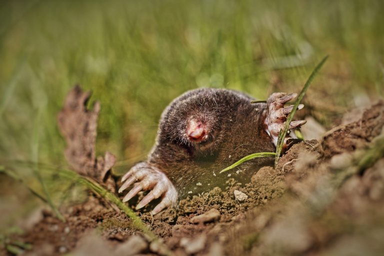 How to Get Rid of Moles in My Garden in the UK