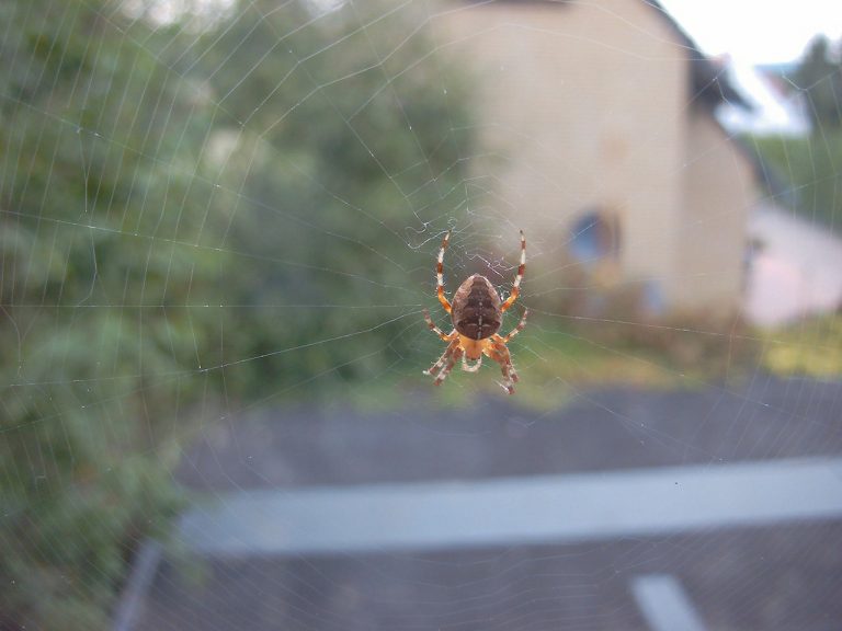 How To Stop Spiders Coming Into Your House