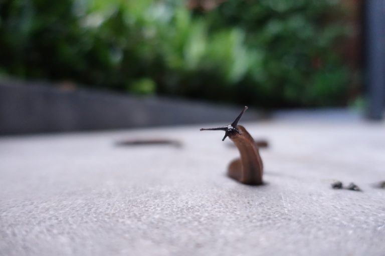 How to Get Rid of Slugs in the House in the UK