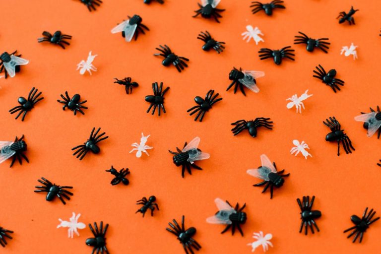Get Rid of Flies in the House Quickly