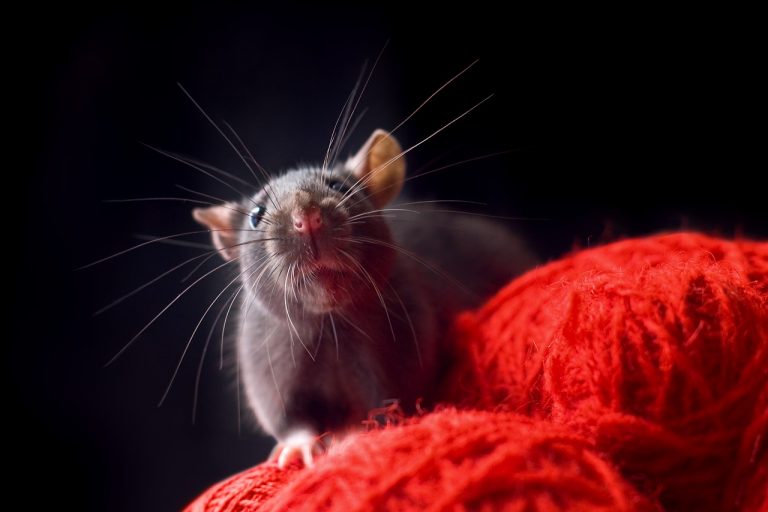 How to Catch a Smart Rat in the House