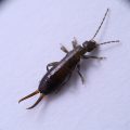 How to get rid of earwigs in your house in the UK