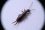 How to get rid of earwigs in your house in the UK