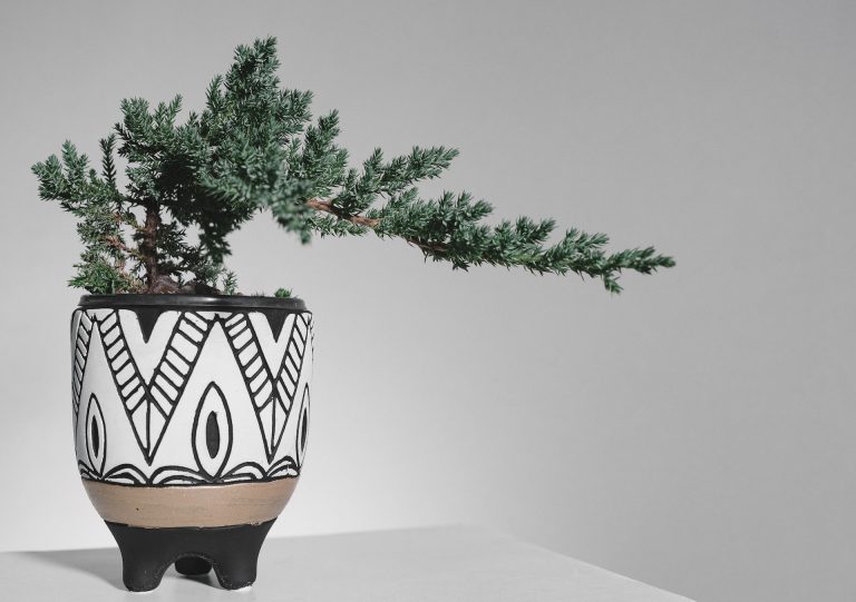 plant in outdoor planter