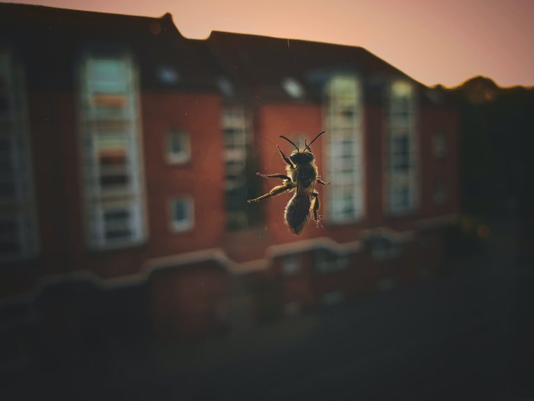 wasp on the window